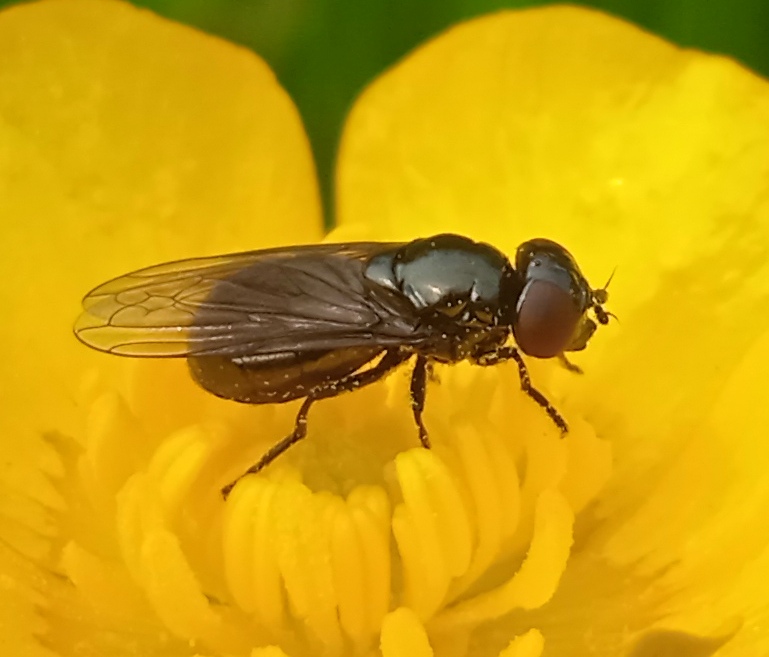 Melanogaster nuda